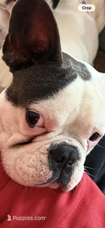 Duke – French Bulldog puppy for sale in Shawnee, KS