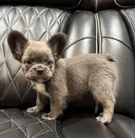 Rocky , a male French Bulldog for sale in Shawnee, KS – Photo 4 of 6