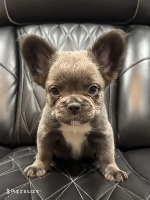 Rocky  – French Bulldog puppy for sale in Shawnee, KS