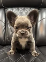 Rocky , a male French Bulldog for sale in Shawnee, KS – Photo 2 of 6