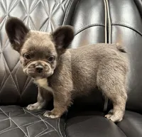 Rocky , a male French Bulldog for sale in Shawnee, KS – Photo 5 of 6