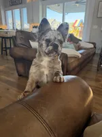 Poppy, a female French Bulldog for sale in Lenexa, KS – 2 of 6