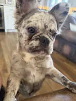 Poppy, a female French Bulldog for sale in Lenexa, KS – 4 of 6