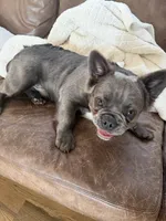 Rocky, a male French Bulldog for sale in Lenexa, KS – 2 of 4