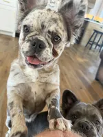 Poppy, a female French Bulldog for sale in Lenexa, KS – 1 of 6
