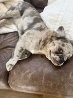 Poppy, a female French Bulldog for sale in Lenexa, KS – 5 of 6