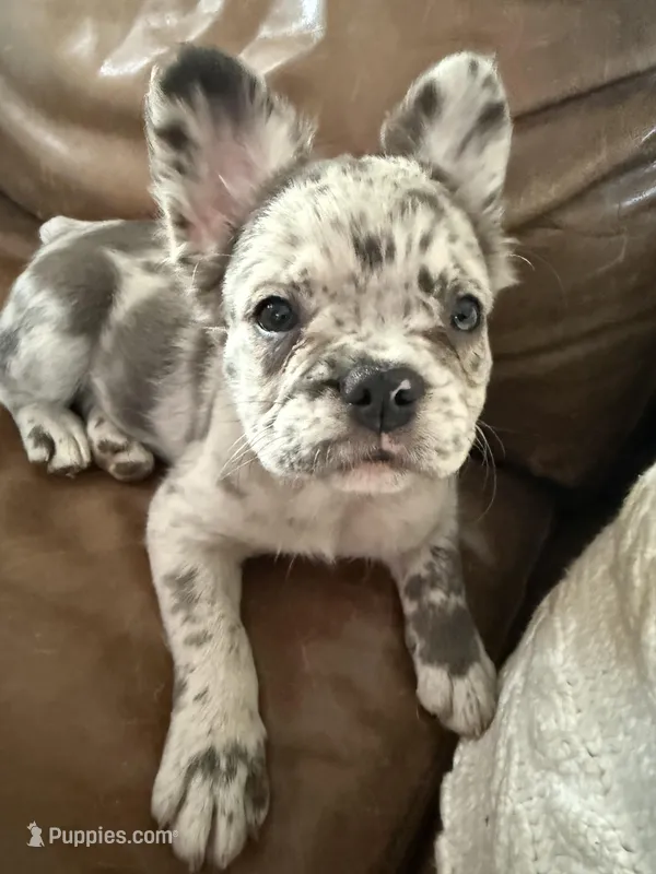 Poppy – French Bulldog puppy for sale in Shawnee, KS