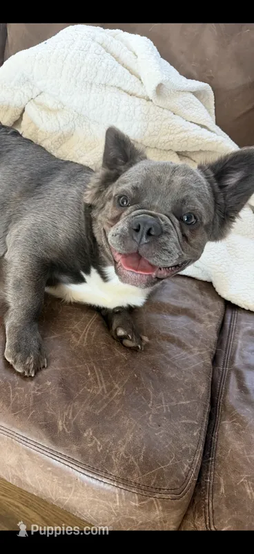 Rocky – French Bulldog puppy for sale in Lenexa, KS