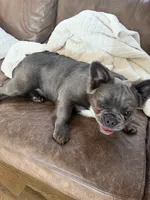 Rocky, a male French Bulldog for sale in Lenexa, KS – 3 of 4