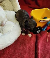 Perfect, a male Chihuahua for sale in Crossville, TN – Photo 2 of 4