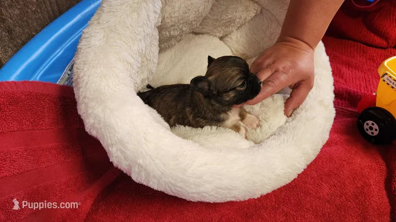 Perfect – Chihuahua puppy for sale in Crossville, TN