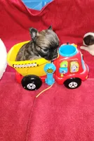 Perfect, a male Chihuahua for sale in Crossville, TN – Photo 4 of 4