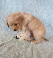 Lexar, a male Cavapoo for sale in Hagerstown, MD – Photo 2 of 2