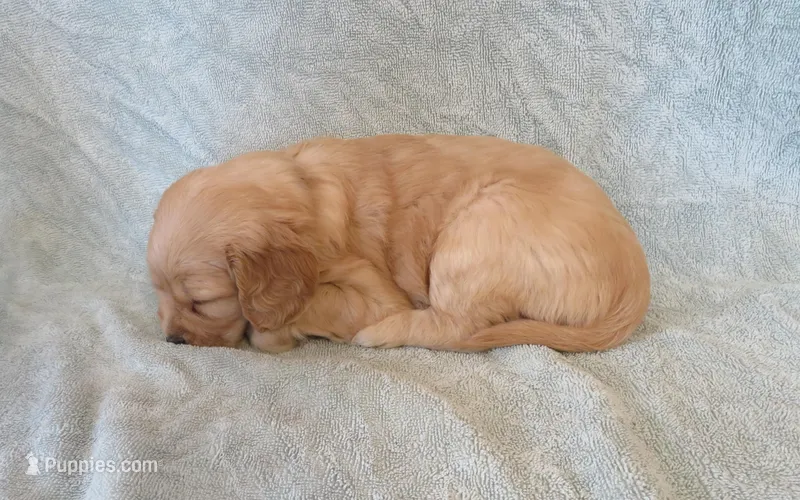 Lexar – Cavapoo puppy for sale in Hagerstown, MD