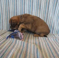 Pickles, a male Cavalier King Charles Spaniel and Miniature Goldendoodle for sale in Hagerstown, MD – Photo 4 of 4