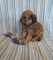 Pickles, a male Cavalier King Charles Spaniel and Miniature Goldendoodle for sale in Hagerstown, MD – Photo 2 of 4