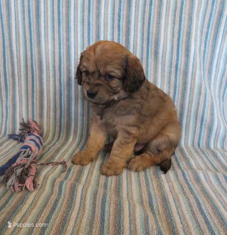 Pickles – Cavalier King Charles Spaniel, Miniature Goldendoodle puppy for sale in Hagerstown, MD