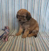 Pickles, a male Cavalier King Charles Spaniel and Miniature Goldendoodle for sale in Hagerstown, MD – Photo 1 of 4
