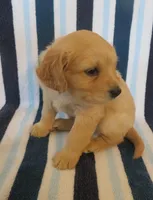 Newton, a male Cavalier King Charles Spaniel and Miniature Goldendoodle for sale in Hagerstown, MD – Photo 2 of 2