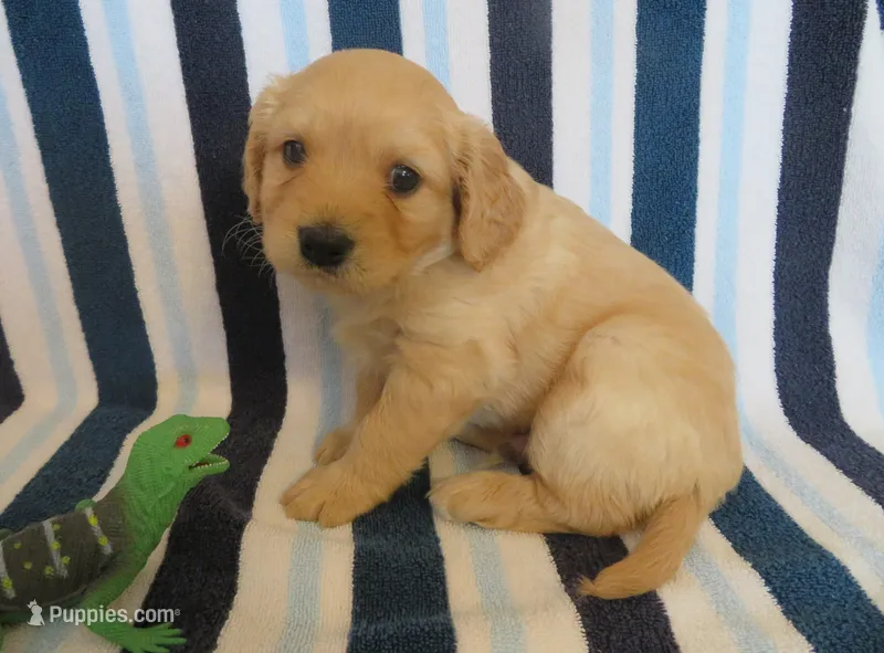 Newton – Cavalier King Charles Spaniel, Miniature Goldendoodle puppy for sale in Hagerstown, MD