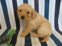 Newton, a male Cavalier King Charles Spaniel and Miniature Goldendoodle for sale in Hagerstown, MD – Photo 1 of 2