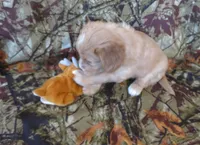 Orion, a male Cavalier King Charles Spaniel and Miniature Goldendoodle for sale in Hagerstown, MD – Photo 2 of 3