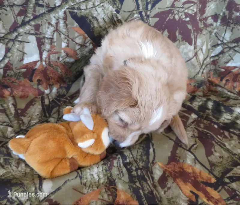 Orion – Cavalier King Charles Spaniel, Miniature Goldendoodle puppy for sale in Hagerstown, MD