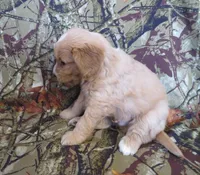Orion, a male Cavalier King Charles Spaniel and Miniature Goldendoodle for sale in Hagerstown, MD – Photo 3 of 3