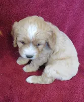 Jody, a female Cavalier King Charles Spaniel and Miniature Goldendoodle for sale in Hagerstown, MD – Photo 2 of 3