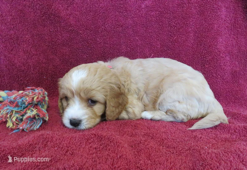 Jody – Cavalier King Charles Spaniel, Miniature Goldendoodle puppy for sale in Hagerstown, MD