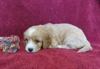 Jody, a female Cavalier King Charles Spaniel and Miniature Goldendoodle for sale in Hagerstown, MD – Photo 1 of 3