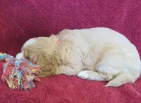 Jody, a female Cavalier King Charles Spaniel and Miniature Goldendoodle for sale in Hagerstown, MD – Photo 3 of 3
