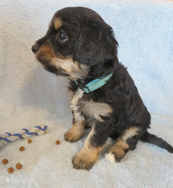 King – Cavalier King Charles Spaniel, Miniature Goldendoodle puppy for sale in Hagerstown, MD