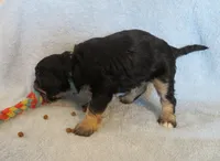 King, a male Cavalier King Charles Spaniel and Miniature Goldendoodle for sale in Hagerstown, MD – Photo 2 of 2