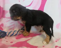 Ivy, a female Cavalier King Charles Spaniel and Miniature Goldendoodle for sale in Hagerstown, MD – Photo 2 of 3