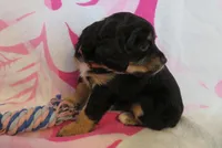 Ivy, a female Cavalier King Charles Spaniel and Miniature Goldendoodle for sale in Hagerstown, MD – Photo 3 of 3