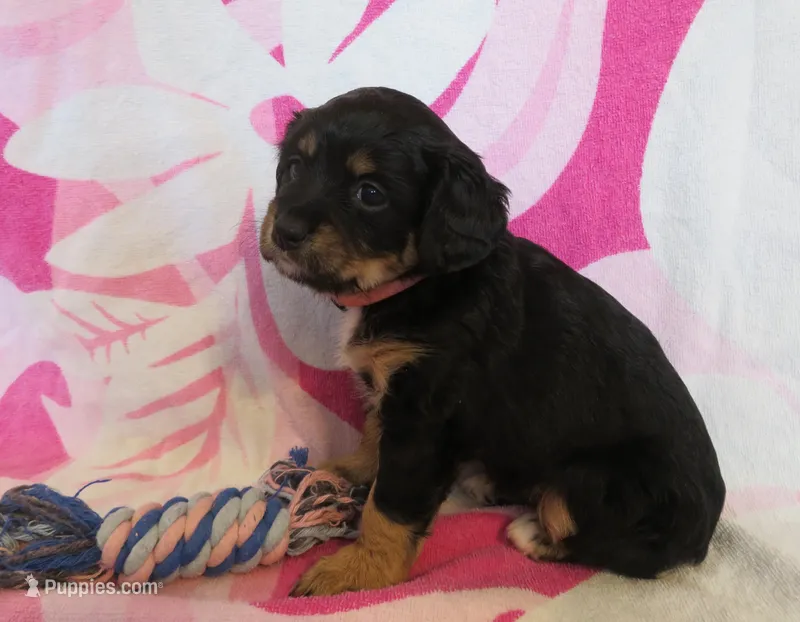 Ivy – Cavalier King Charles Spaniel, Miniature Goldendoodle puppy for sale in Hagerstown, MD