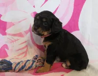 Ivy, a female Cavalier King Charles Spaniel and Miniature Goldendoodle for sale in Hagerstown, MD – Photo 1 of 3