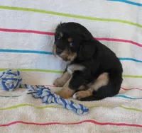 Maxwell, a male Cavalier King Charles Spaniel and Miniature Goldendoodle for sale in Hagerstown, MD – Photo 2 of 3