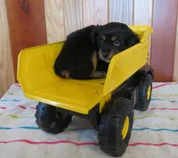 Maxwell, a male Cavalier King Charles Spaniel and Miniature Goldendoodle for sale in Hagerstown, MD – Photo 3 of 3
