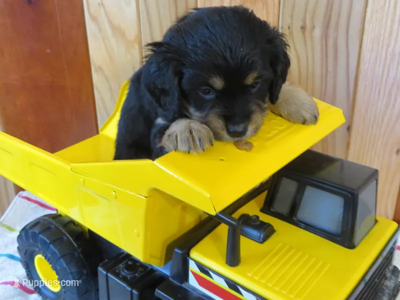 Maxwell – Cavalier King Charles Spaniel, Miniature Goldendoodle puppy for sale in Hagerstown, MD