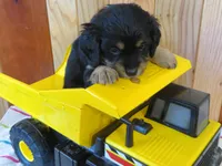 Maxwell, a male Cavalier King Charles Spaniel and Miniature Goldendoodle for sale in Hagerstown, MD – Photo 1 of 3