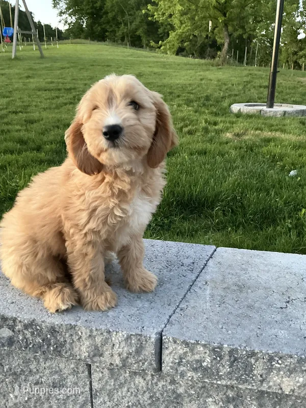 Orion – Cavalier King Charles Spaniel, Miniature Goldendoodle puppy for sale in Hagerstown, MD