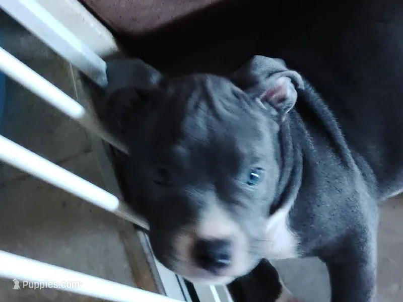 Charlie McNugget – American Bully puppy for sale in Modesto, CA
