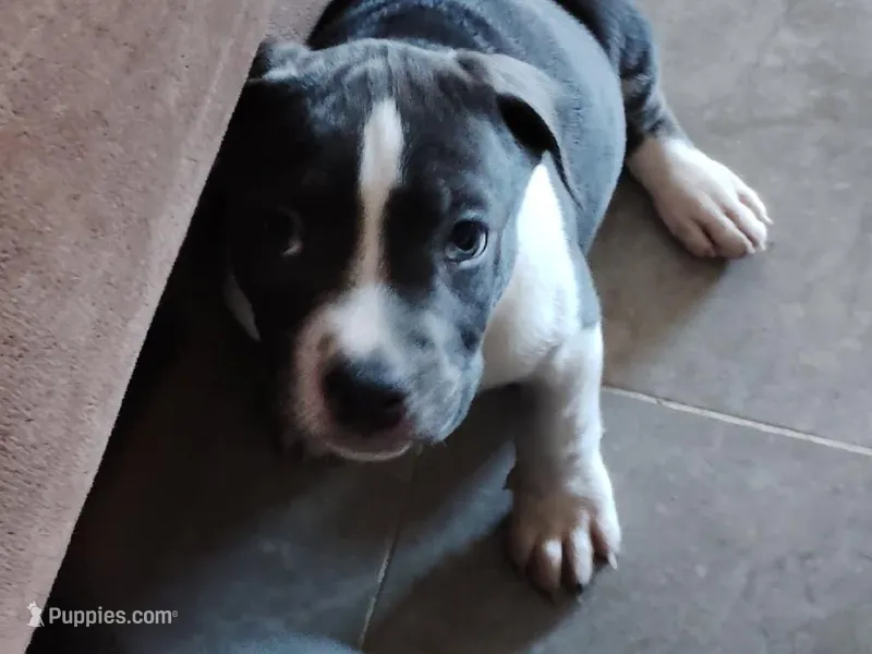 Tiny McNugget – American Bully puppy for sale in Modesto, CA