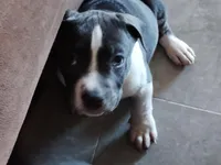 Tiny McNugget, a female American Bully for sale in Modesto, CA – 1 of 1