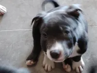ToeBee McNugget, a male American Bully for sale in Modesto, CA – 1 of 1