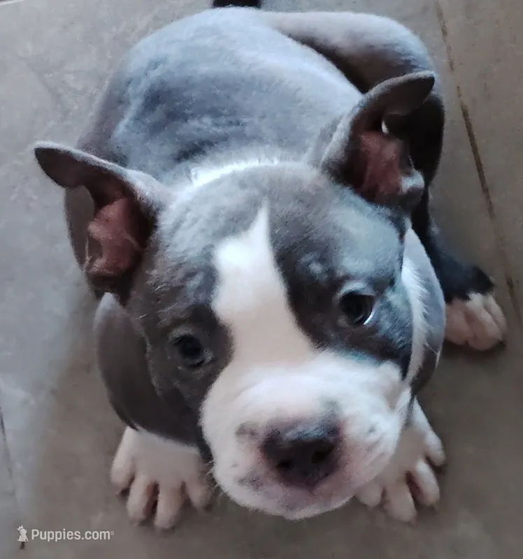 Rex McNugget – American Bully puppy for sale in Modesto, CA