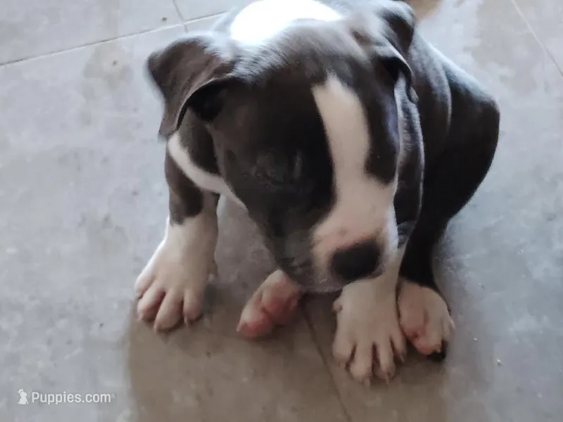 Junior McNugget – American Bully puppy for sale in Modesto, CA