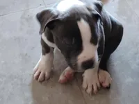 Junior McNugget, a male American Bully for sale in Modesto, CA – 1 of 1